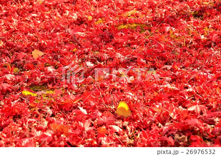 紅葉イメージ（新潟県） 26976532