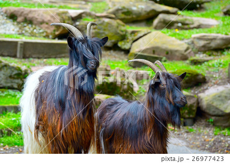 Family mountain goats in park 26977423