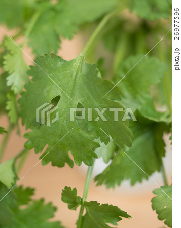 パクチー 26977596
