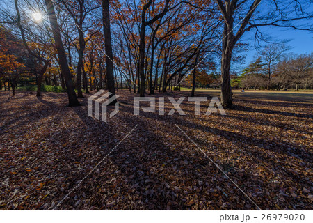 野川公園 26979020