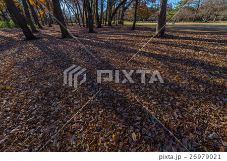 野川公園 26979021