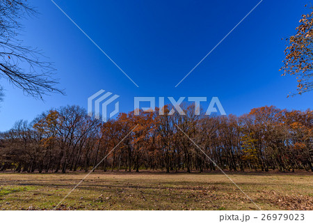 野川公園 26979023