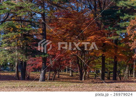 野川公園 26979024