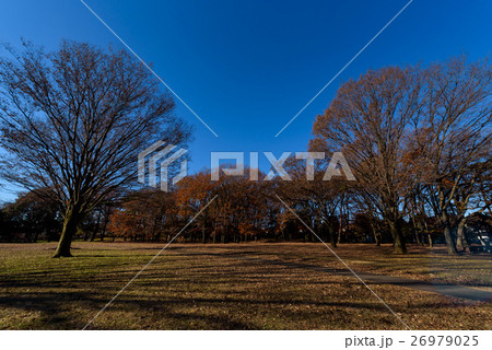野川公園 26979025