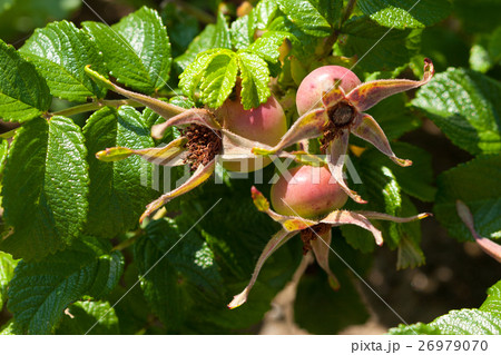 ハマナスの実　鹿島灘海浜公園 26979070