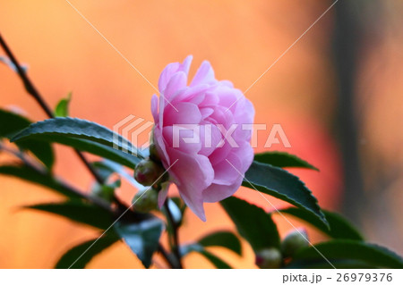 さざんか 26979376