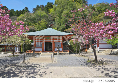 桜咲く鞍馬寺 26980005
