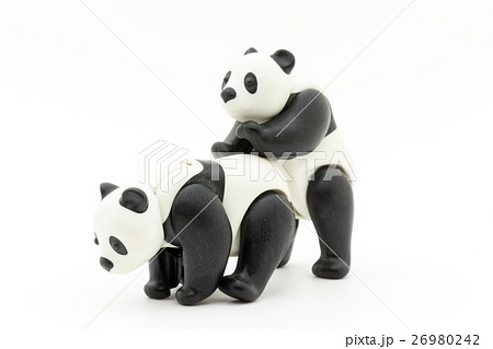 パンダの交尾 Panda Having Sexの写真素材