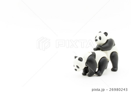 パンダの交尾 Panda Having Sexの写真素材