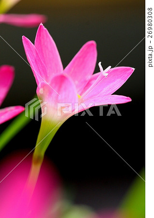 Pink beautiful Fairy lily in garden. Pink beautiful Fairy lily in garden. 26980308