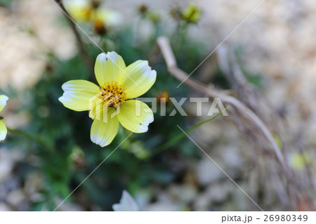 ビデンス・レヴィスの花 26980349