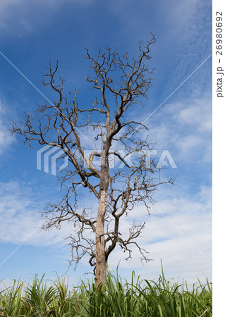 Dead tree 26980692