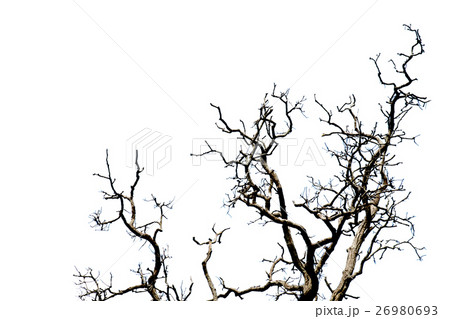 Dead branches. 26980693