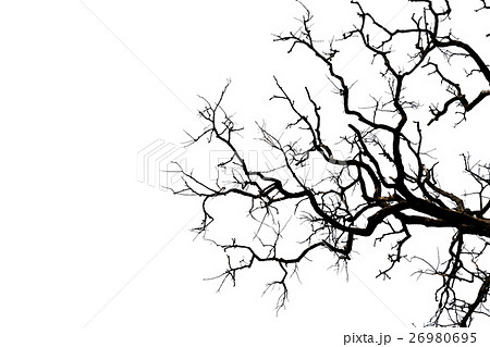 Dead branches. 26980695