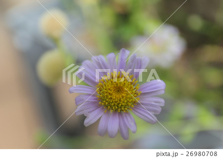 ヨナクニイソノギク 絶滅危惧IB類(EN) ヨナクニイソノギク 絶滅危惧IB類(EN) 26980708