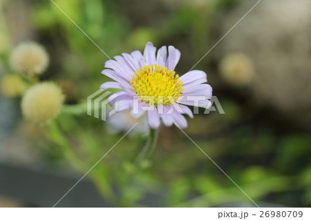 ヨナクニイソノギク　絶滅危惧IＢ類（EN） 26980709