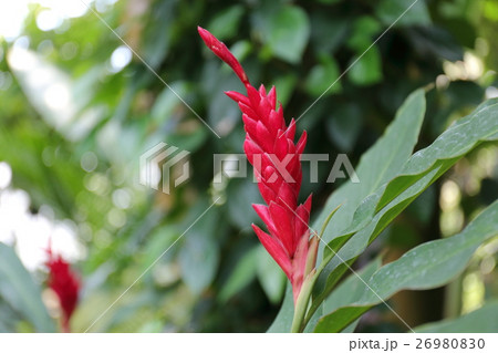 アルピニア・オセアニカ 26980830