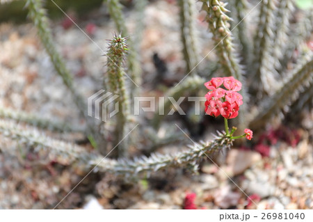 エウフォルビア・ゴッドレベイ 26981040