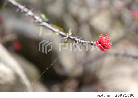 エウフォルビア・ペディラントイデス 26981090