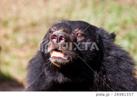 Asian great black bear. 26981357