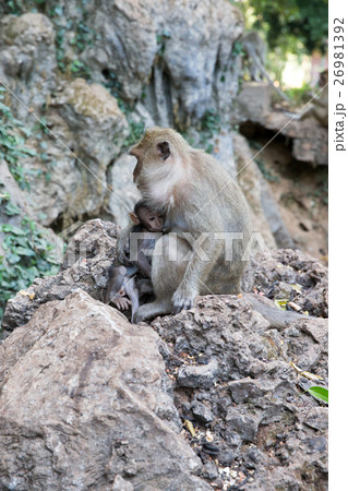 Mother monkey with baby monkey  26981392
