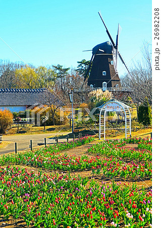 ふなばしアンデルセン公園のアイスチューリップの花めいろ 12月 千葉県船橋市の写真素材 2698