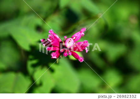 ハーブ ローズリーフセージの花 ハーブ ローズリーフセージの花 26982332