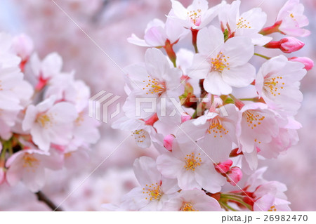 サクラ 26982470