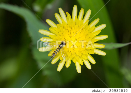 ヒメヒラタアブ ヒメヒラタアブ 26982616