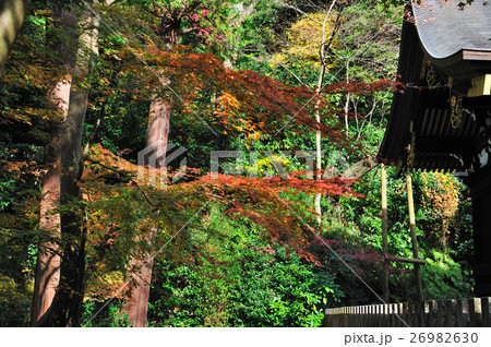 鶴岡八幡宮の紅葉 鶴岡八幡宮の紅葉 26982630