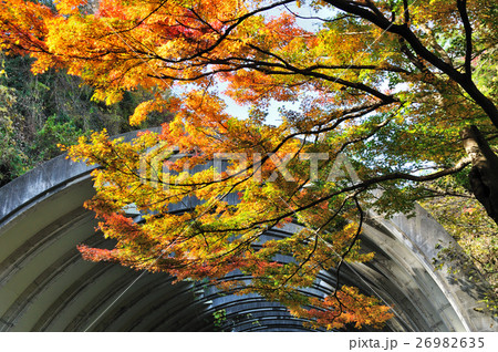 鎌倉の紅葉 鎌倉の紅葉 26982635