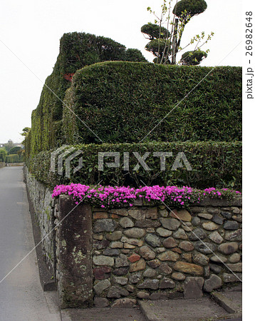 知覧　町なみ　大刈込　芝桜 26982648