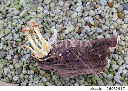 ニガクリタケ～毒キノコ 26982917