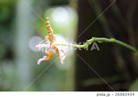 パラファレノプシス・ファスキアタ パラファレノプシス・ファスキアタ 26983434