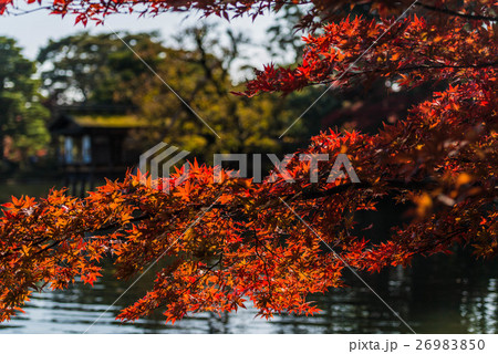 晩秋の兼六園 晩秋の兼六園 26983850