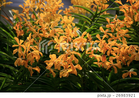 Yellow  orchids 26983921