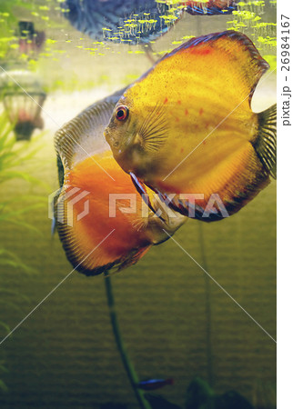 bright fish in the aquarium two Discus 26984167