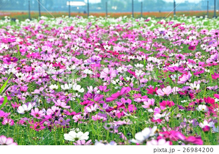 花 フラワー お花 26984200