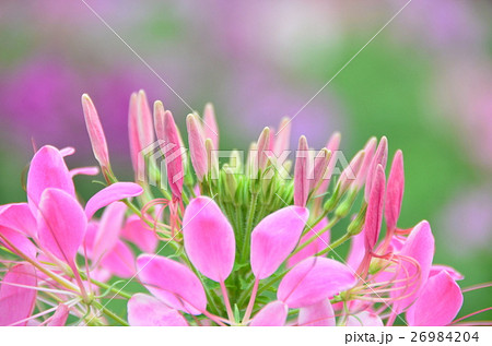 花 フラワー お花 26984204