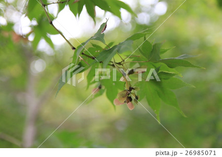 モミジの実 モミジの実 26985071