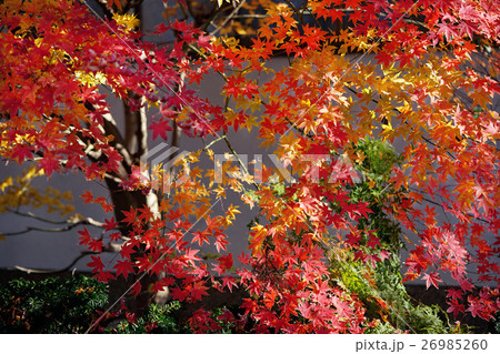 いろはもみじ いろはもみじ 26985260
