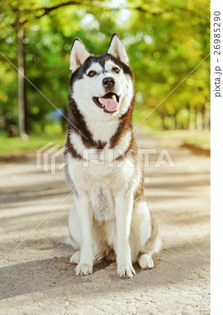 Portrait Husky dog with a smile 26985290