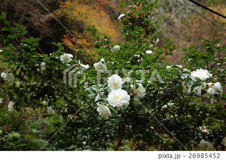 赤目四十八滝 紅葉 三重県 赤目四十八滝 紅葉 三重県 26985452