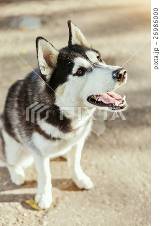Portrait Husky dog with a smile 26986000