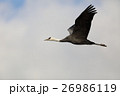 出水のツル35 26986119