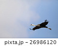 出水のツル36 26986120