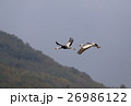 出水のツル38 26986122