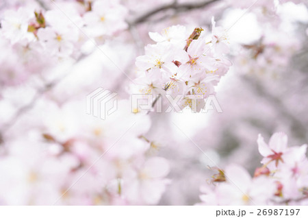 桜(ハイキー +前ボケ) 桜(ハイキー +前ボケ) 26987197