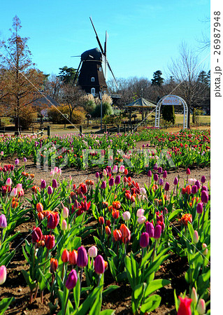ふなばしアンデルセン公園のアイスチューリップの花めいろ 12月 千葉県船橋市の写真素材