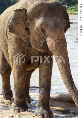 スリランカ　象の孤児院 26988103